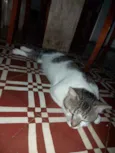 Leon
