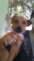 Cachorro raça Sem Raça Definida idade 2 a 6 meses nome Sem nome