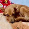 Cachorro raça Sem Raça Definida idade 2 a 6 meses nome Sem nome