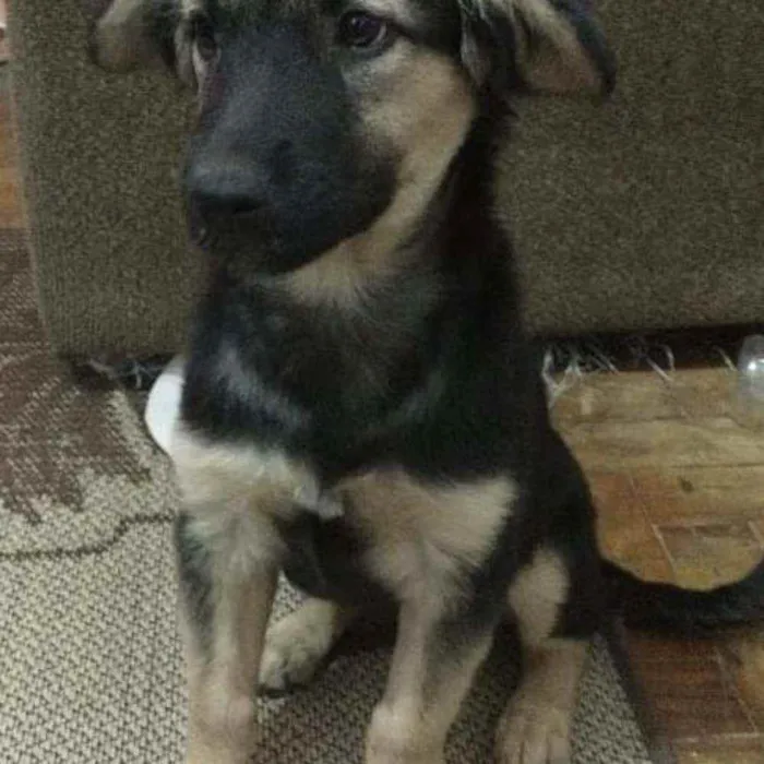 Cachorro raça SRD idade 2 a 6 meses nome Larissa