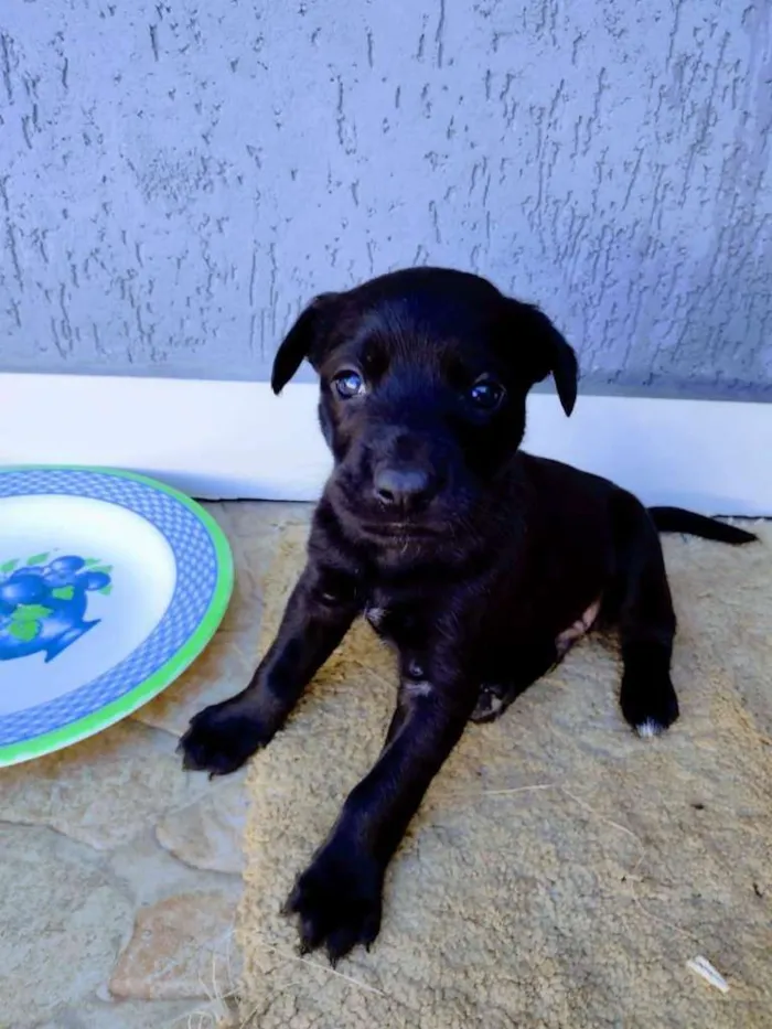 Cachorro ra a Labrador idade Abaixo de 2 meses nome Rex e Pantera