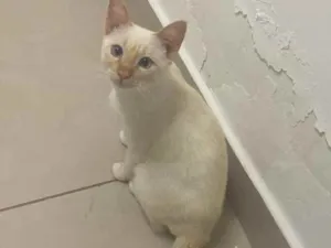 Gato raça SRD idade 2 a 6 meses nome Sem nome