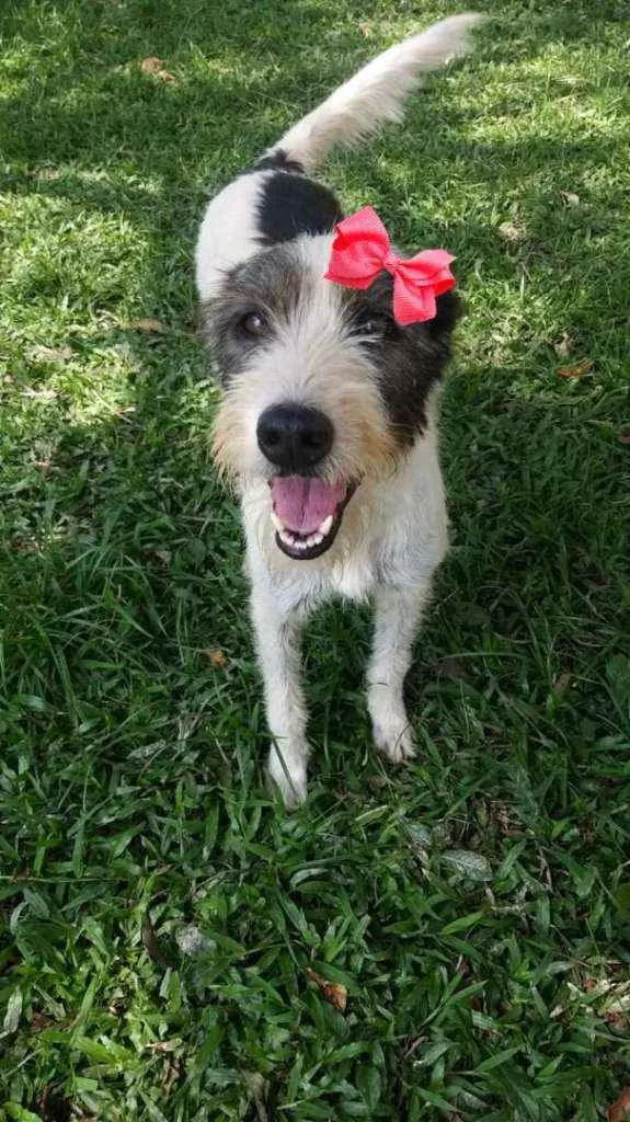 Cachorro ra a Srd idade 2 anos nome Espoleta 