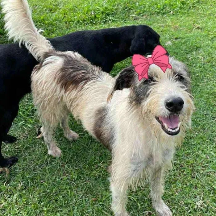 Cachorro ra a Srd idade 2 anos nome Espoleta 