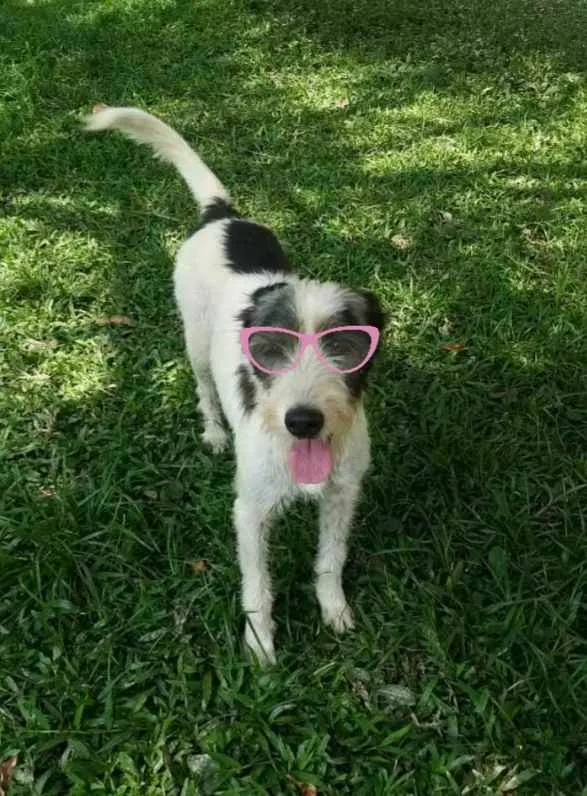 Cachorro ra a Srd idade 2 anos nome Espoleta 