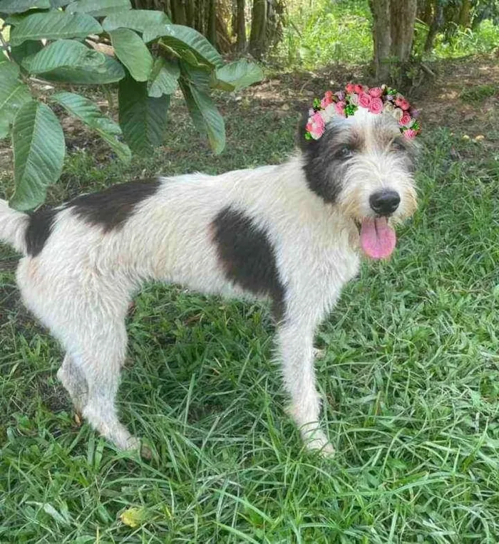 Cachorro ra a Srd idade 2 anos nome Espoleta 