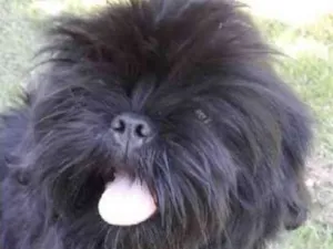 Cachorro raça Shitzu idade 7 a 11 meses nome Theo 