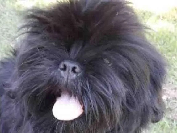 Cachorro ra a Shitzu idade 7 a 11 meses nome Theo 