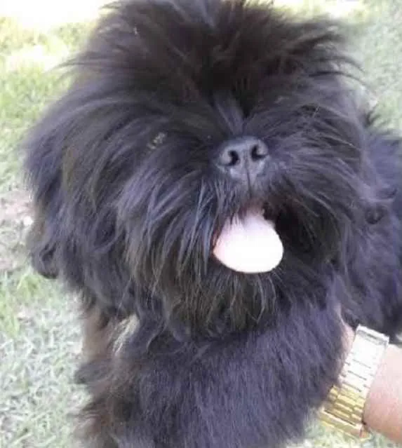 Cachorro ra a Shitzu  idade 7 a 11 meses nome Theo 