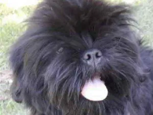 Cachorro raça Shitzu  idade 7 a 11 meses nome Theo 