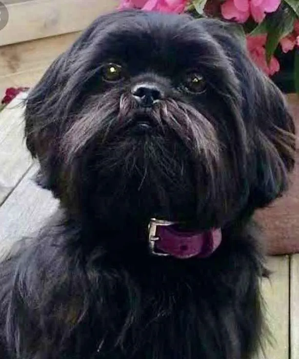 Cachorro ra a Shitzu  idade 7 a 11 meses nome Thor 