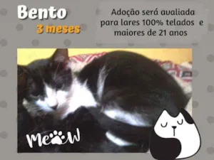 Gato raça Srd idade 2 a 6 meses nome Bento