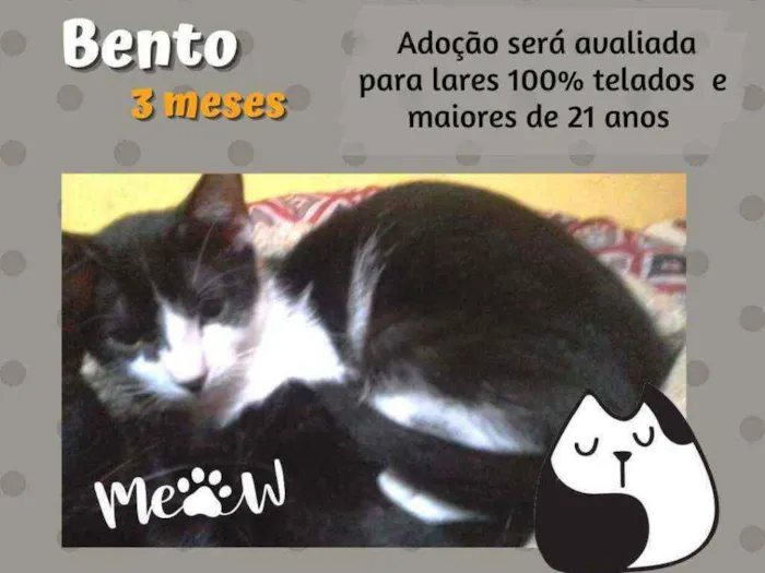 Gato raça Srd idade 2 a 6 meses nome Bento