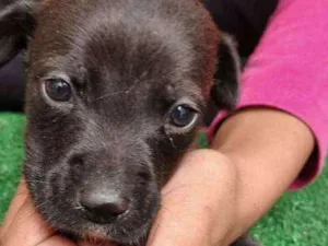 Cachorro raça Srd idade Abaixo de 2 meses nome Funny