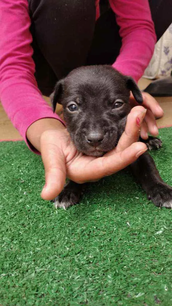 Cachorro raça Srd idade Abaixo de 2 meses nome Gael