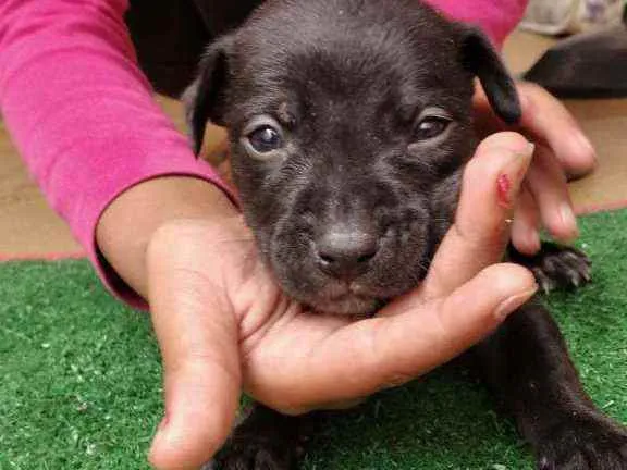 Cachorro raça Srd idade Abaixo de 2 meses nome Gael