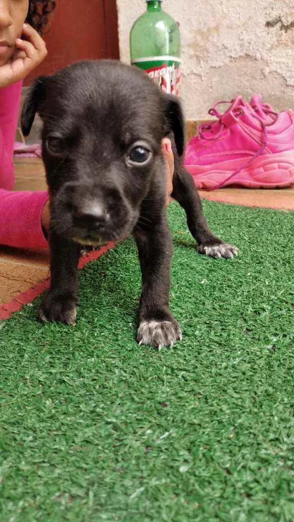 Cachorro raça Srd idade Abaixo de 2 meses nome Zhyan