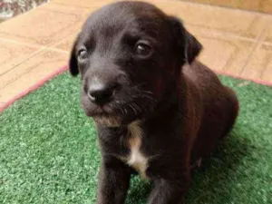 Cachorro raça Srd idade Abaixo de 2 meses nome Bernardo