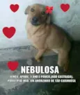 Nebulosa