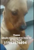 Thanus