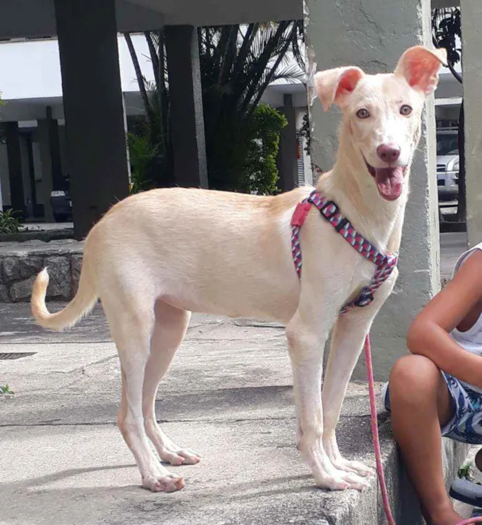 Cachorro ra a SRD idade 1 ano nome Branca