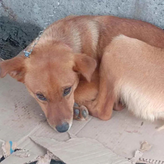 Cachorro raça Não identificasa idade 1 ano nome Sem nome 