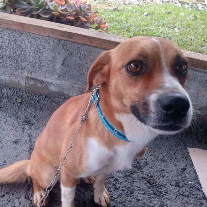Cachorro raça Não identificasa idade 1 ano nome Sem nome 