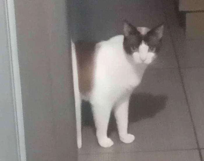 Gato ra a Sem definição  idade 3 anos nome Gato 