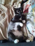 Betina