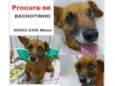 bachote