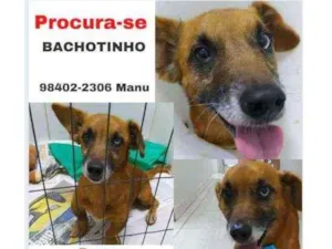 Cachorro raça srd idade 1 ano nome bachote