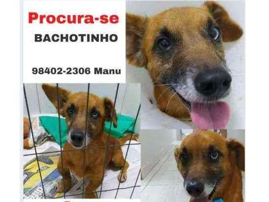 Cachorro ra a srd idade 1 ano nome bachote