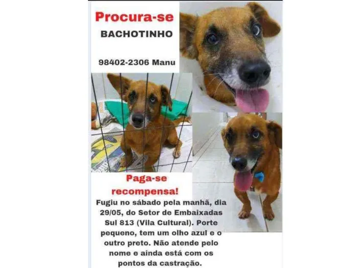 Cachorro ra a srd idade 1 ano nome bachote