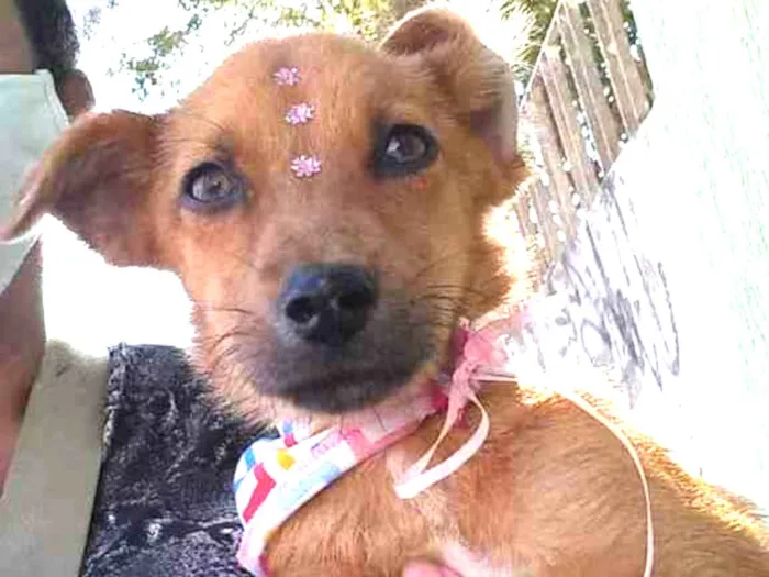 Cachorro raça Sem Raça Definida idade 2 a 6 meses nome Sem nome