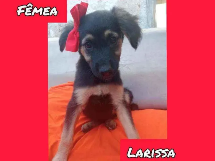 Cachorro raça SRD idade 2 a 6 meses nome Larissa