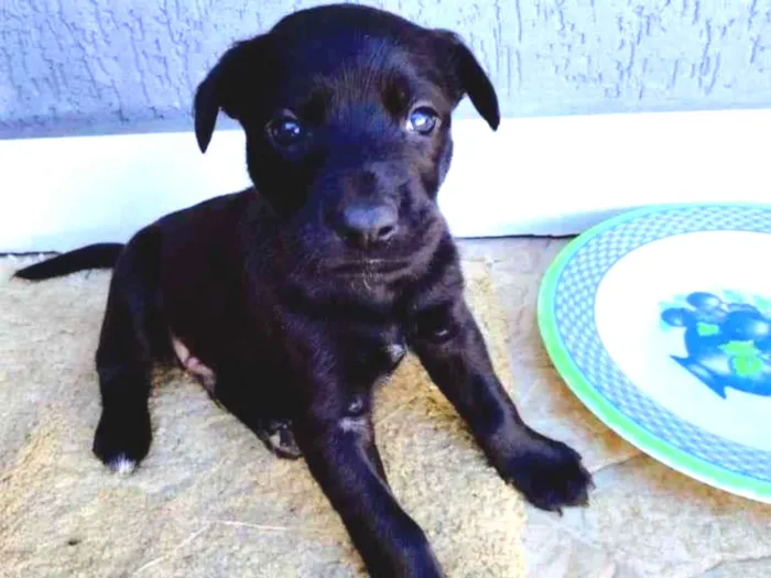 Cachorro ra a Labrador idade Abaixo de 2 meses nome Rex e Pantera