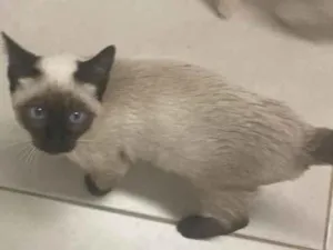 Gato raça SRD idade 2 a 6 meses nome Sem nome