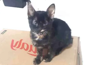 Gato raça Srd idade 2 a 6 meses nome Sem nome