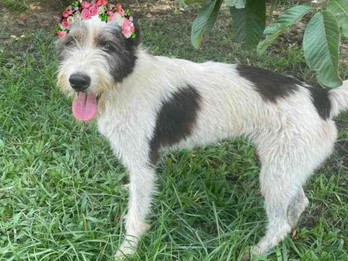 Cachorro ra a Srd idade 2 anos nome Espoleta 