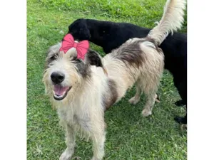 Cachorro raça Srd idade 2 anos nome Espoleta 