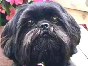 Cachorro raça Shitzu  idade 7 a 11 meses nome Thor 
