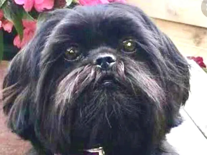 Cachorro ra a Shitzu  idade 7 a 11 meses nome Thor 