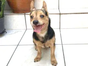 Cachorro raça Mix yorkshire idade 2 anos nome Jackie