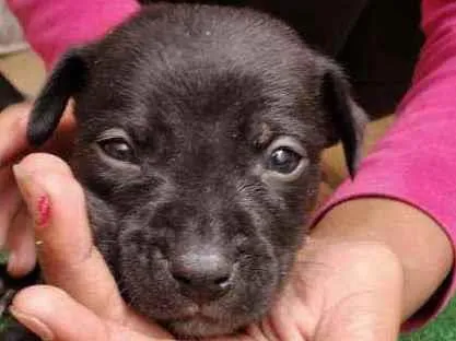 Cachorro raça Srd idade Abaixo de 2 meses nome Gael