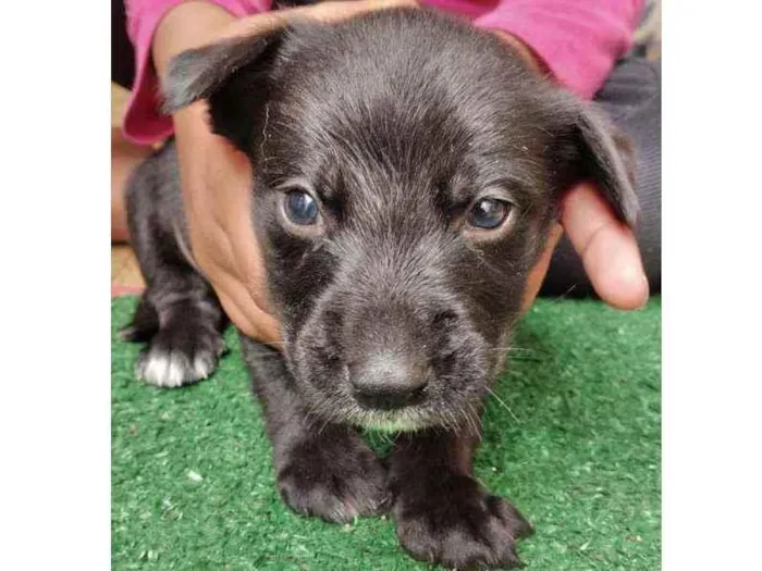 Cachorro raça Srd idade Abaixo de 2 meses nome Noah