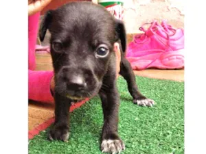 Cachorro raça Srd idade Abaixo de 2 meses nome Zhyan