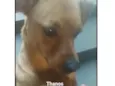 Thanus