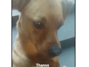 Cachorro raça srd idade 1 ano nome Thanus