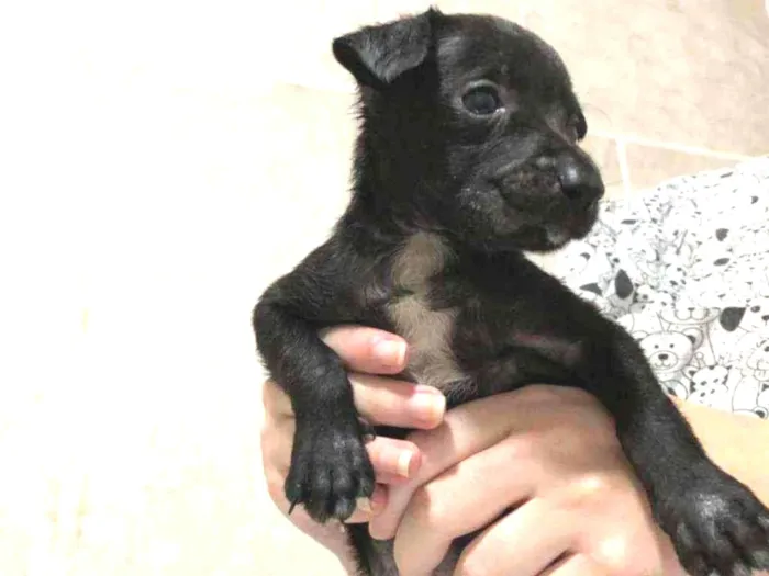 Cachorro ra a SRD idade Abaixo de 2 meses nome Sem nome