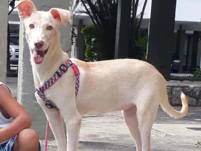Cachorro ra a SRD idade 1 ano nome Branca